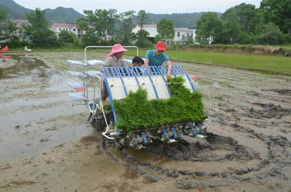 县农机局在冶溪举办水稻机插秧现场演示培训