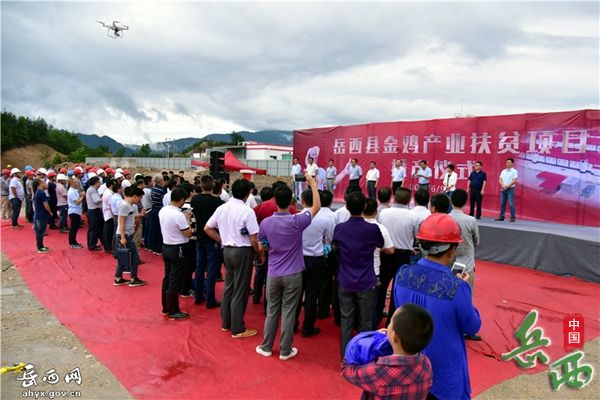 岳西县金鸡产业扶贫项目投产仪式举行